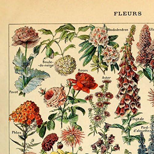 Meishe Art Ретро Плакат С Флорални Принтом, Цветя Ботанически Колекции, Градински Цветя и Растения, Идентификация Помощна