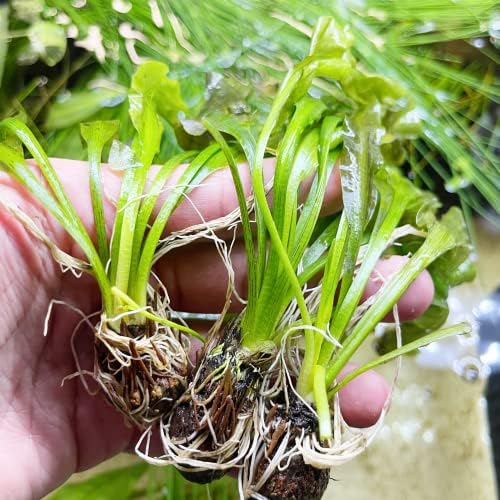 Greenpro | Aponogeton Ulvaceus 3 глави лук живи сладководни аквариумни растения за декорация на аквариума