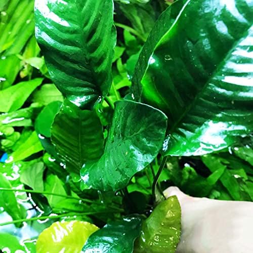 Greenpro | BG - Anubias Barteri VAR. Barteri XXL Mother Pot Лесно живо аквариумное растение за начинаещи акваристите