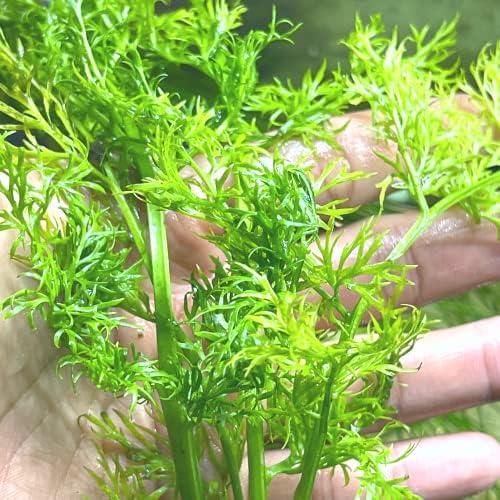 Greenpro | Воден дух, леки живи растения аквариум в саксии за украса на аквариум сладководни